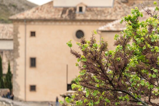 View of the historic Cuenca Cathedral framed by green plant leaves in the foreground with a soft bokeh effect in Castilla La Mancha Spain
