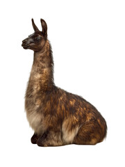 Fototapeta premium Seated brown llama isolated on transparent background PNG element
