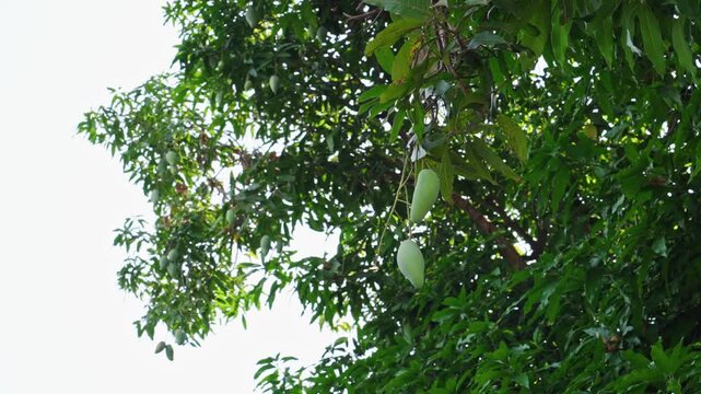 Wide View Mango Trees With Green Fruits In Tropical Orchard, Exotic Agriculture And Mango Farming Landscape