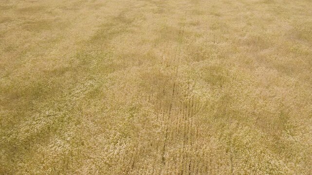 4K drone shot of a field of tall wheat blowing in the wind of the spring and almost summer breeze farm.