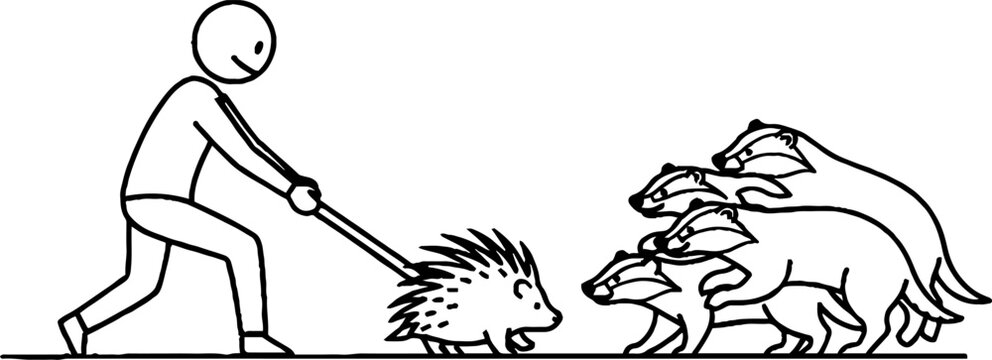 Man protecting hedgehog from group of wild badgers