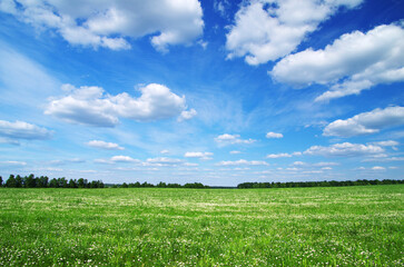 Obraz premium Green field and blue sky. Meadow landscape. Nature background