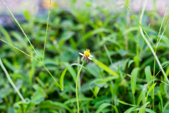 Macro shot of a small yellow and white wildflower, commonly known as Coatbuttons, growing amidst vibrant green blades of grass in a natural meadow.