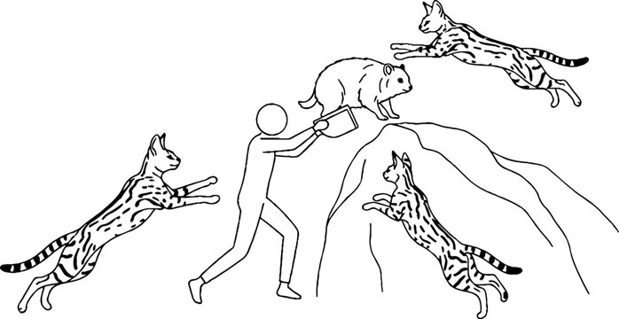 Person feeding marmot on rock with leaping servals