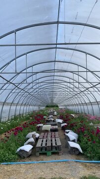 Greenhouse Oasis: Rows of vibrant red and pink flowers stretch the length of a large greenhouse, showcasing a successful cultivation in a controlled environment.
