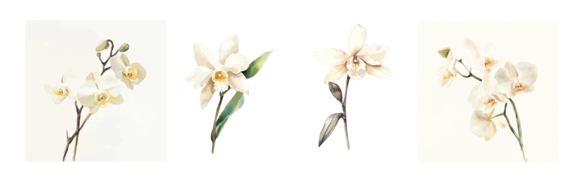 Design of a beautiful vanilla orchid set painting. Hand-painted style, vectorized, vector set available in EPS Simple Hand-painted watercolor style. Hand-painted watercolor style, vectorized