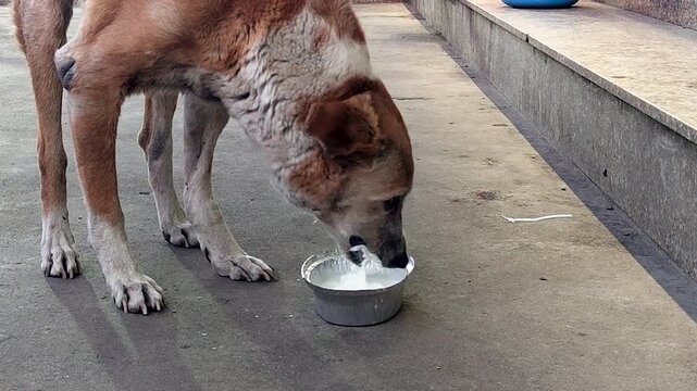 Stray street dog drinking milk from bowl on roadside. Ideal for animal welfare stories, urban life visuals, compassion campaigns, and rescue awareness content.