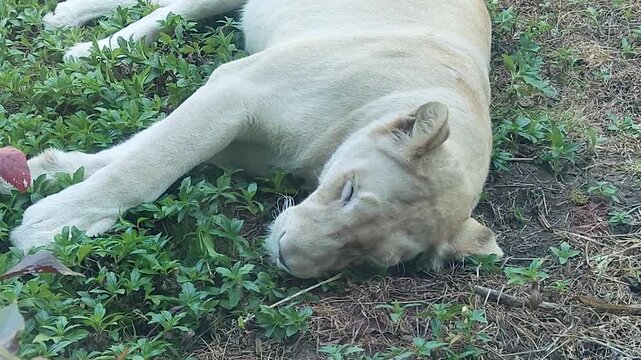 Close zoom shot of a white lion resting peacefully on grass. Ideal for wildlife documentaries, animal behavior visuals, zoo content, and calm nature storytelling.