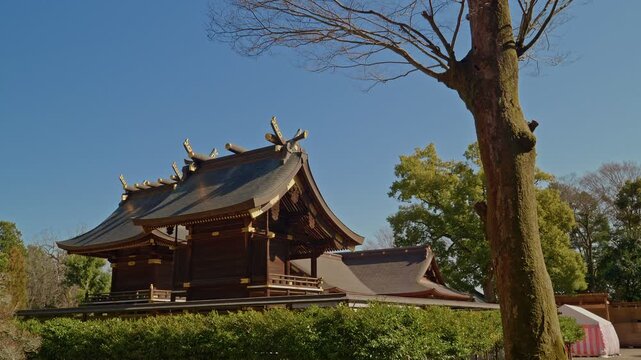 A grand traditional Shinto shrine main hall with an ornate curved roof, golden decorative finials, and dark timber construction stands beneath a vivid blue sky, framed by a bare winter tree and surrou