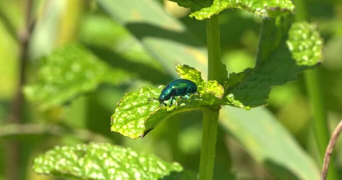 Macro - Blue mint beetle