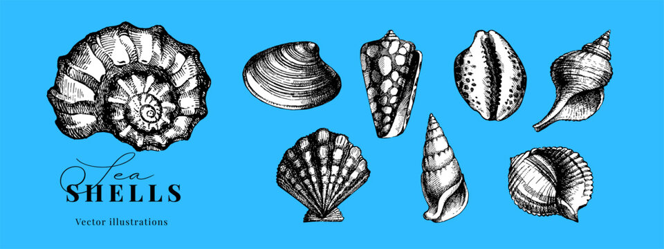 Hand drawn vintage sketch seashell set. Sticker collaction. Retro vector isolated illustration on blue background