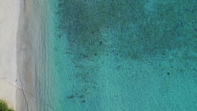 Sea turtle swimming shallow turquoise water near a tropical beach from above. Beautiful aerial view descending drone camera pointing down