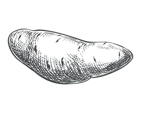 Sweet potato sketch. Vector illustration of a batat in an engraving style. A whole root vegetable isolated on a white background. Hand-drawn, imitating etching. Line drawing of the vegetable.
