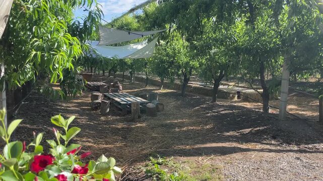 Orchard Oasis: A serene outdoor seating area nestled amidst rows of fruit trees, with rustic wooden furniture and shading canopies, inviting relaxation and connection with nature.