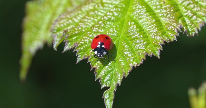 Macro - The ladybug and its kingdom of leaves