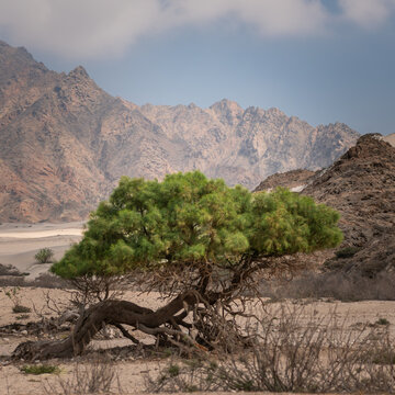 Ancient Ghaf Tree in Sadah, Oman: Resilient Desert Landscape