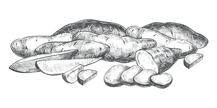 A composition of sweet potatoes. Vector sketch of yams lying on a table. Whole batsts, halves, nippers and slices depicted in an engraved style. Line drawing kumara in ink in rustic style.