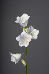 Fototapeta premium Glockenblume