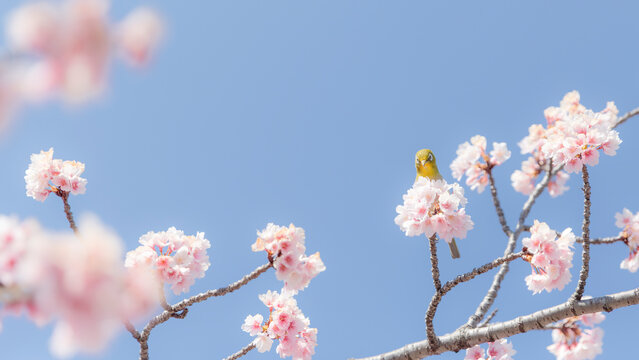 春が来た
