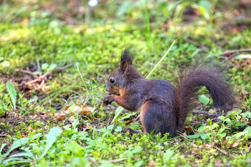 Brown squirrel in a clearing © Janusz