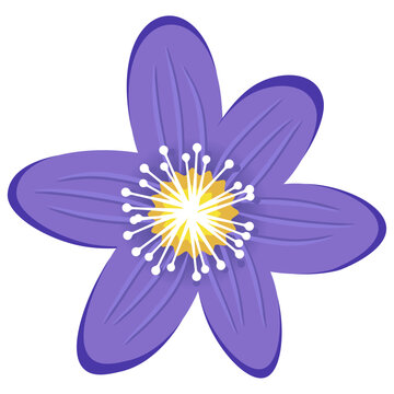 Purple Anemone Flower Bloom with Violet Petals. Beautiful Spring Flora Blossom Vector Graphic for Patterns