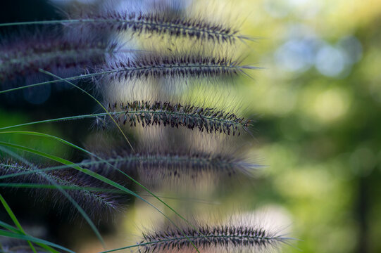 Pennisetum alopecuroides hameln foxtail fountain grass growing in the park, beautiful ornamental autumnal bunch of fountaingrass