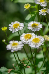Obraz premium Tanacetum parthenium double white feverfew flowers macro in bloom, double feverfew flowering plant