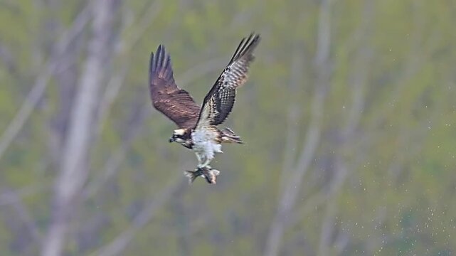 Majestic osprey bird of prey flying mid-air while carrying a caught fish in its talons, dynamic wildlife hunting action with a soft blurred forest background.