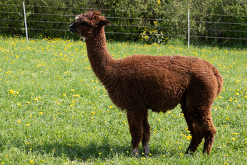 Fototapeta premium alpaka tier natur lama