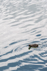 Jeune poussin de foulque macroule nageant seul sur l'eau agitée d'un lac © Pyc Assaut