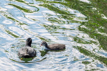 Foulque macroule nourrissant son jeune poussin sur l'eau d'un étang avec reflets verts © Pyc Assaut