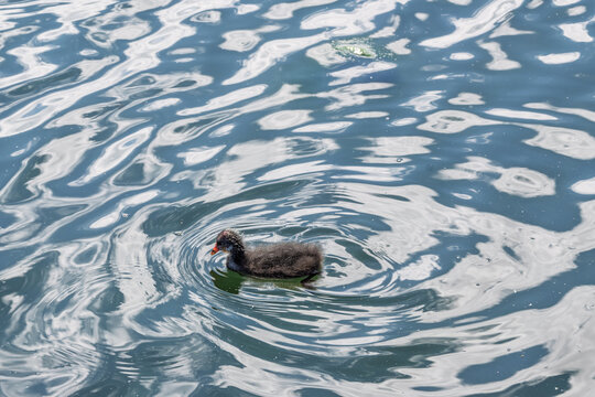 Jeune poussin de foulque macroule nageant seul sur l'eau agit&eacute;e d'un lac