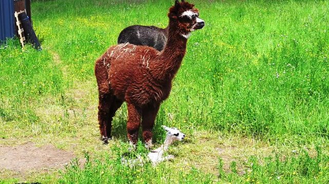 alpaka tier natur lama familie