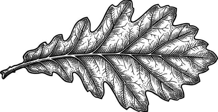 Single oak leaf showing detailed vein structure and lobes