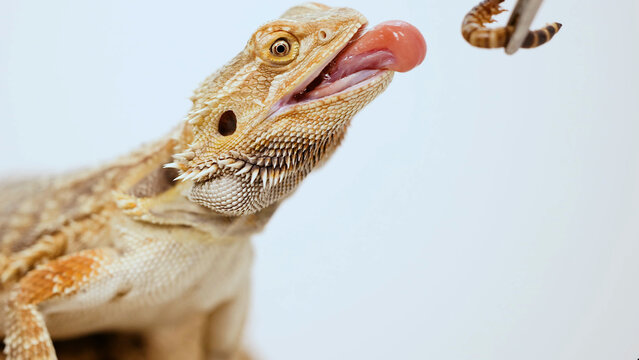 Close-Up of a Bearded Dragon Extending Its Tongue to Catch a Mealworm