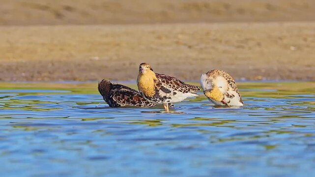 Group of three Ruff shorebirds wading and bathing in clear shallow blue water near a sandy shore, vibrant and serene wetland wildlife habitat.