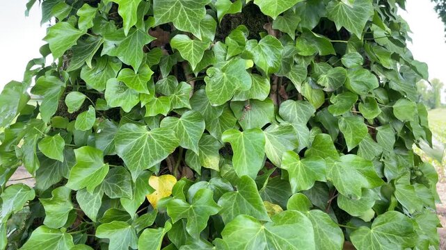 Green Ivy Covering Tree Trunk: A dense, vibrant green ivy plant climbs and envelops the rough bark of a tree trunk, creating a lush natural texture.