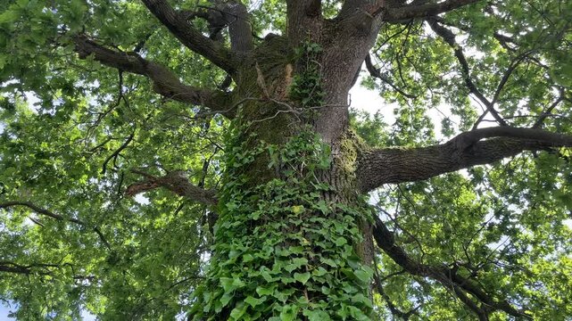 Ancient Oak Tree with Ivy: A majestic, ancient oak tree, its trunk and branches heavily draped in lush green ivy, reaches towards a sun-dappled sky.