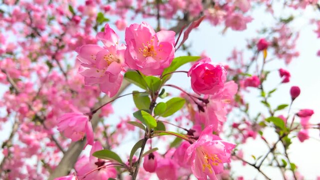 Pink Crabapple and White Cherry Blossom Branches Layered in Dreamy Spring Depth