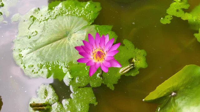 Closeup of purple water lily flower blooming on pond with green lily pads. Peaceful aquatic flower for wellness, meditation and spiritual design background.