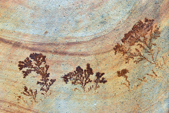 Various forms of dendrites in sandstone