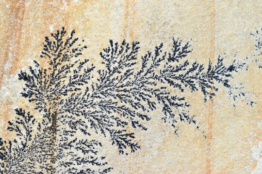 Various forms of dendrites in sandstone