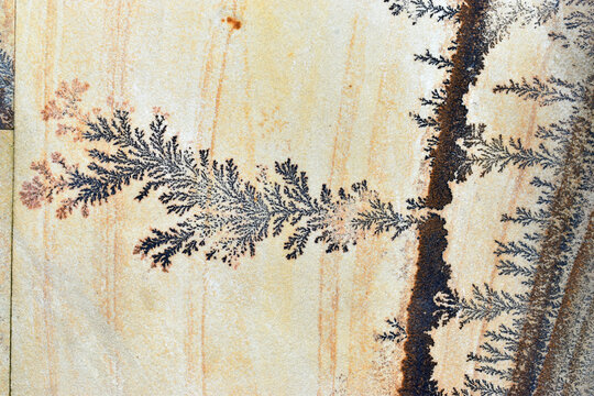 Various forms of dendrites in sandstone