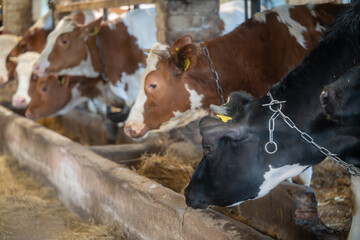 Dairy cows feeding inside rustic livestock barn on traditional countryside farm © Edijs