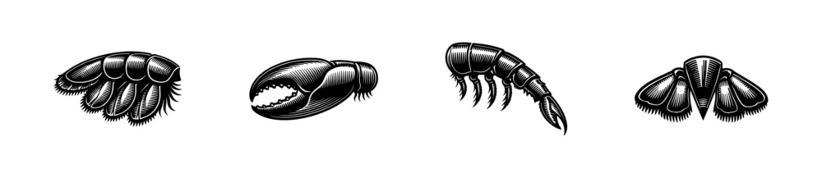 Illustration of Crustacean Appendages: Cheliped, Pereiopod, Pleopods, Uropod & Telson