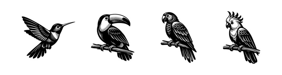 Fototapeta premium Collection of four distinct tropical birds in a woodcut illustration style
