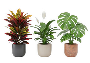 Fototapeta premium Three decorative indoor house plants in ceramic pots