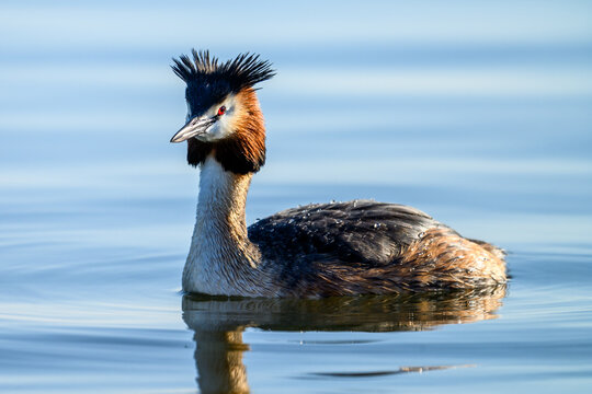 Great crested grebe swimming on calm lake water