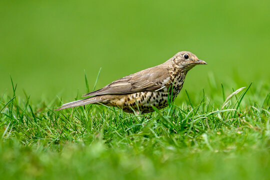 Mistle thrush foraging on green grass
