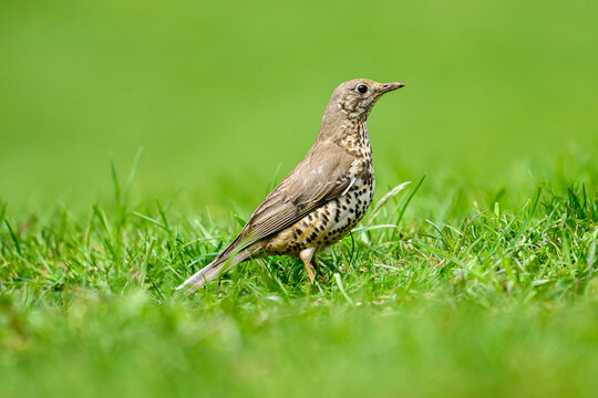 Mistle thrush bird standing on green grass